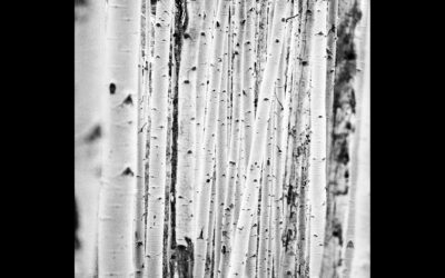 Josh Axelrod Photography